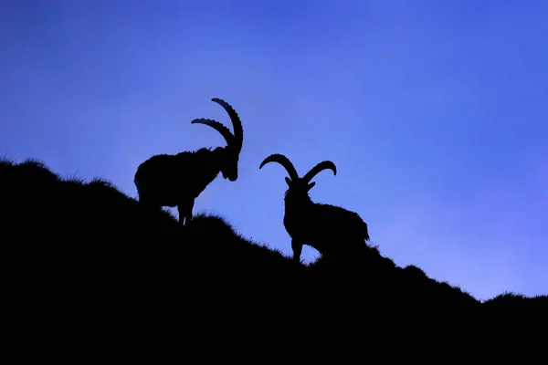 Ibex harcol a sziklán. Alpine Ibex, Capra ibex, állatok a természetben, Franciaország. Éjszaka a magas hegyen. Gyönyörű hegyi táj két nagy szarvú állattal. A vadon élő állatok Európája. — Stock Fotó