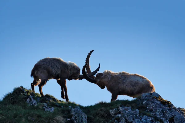 Ibex harcol a sziklán. Alpine Ibex, Capra ibex, állatok a természetben, Franciaország. Éjszaka a magas hegyen. Gyönyörű hegyi táj két nagy szarvú állattal. A vadon élő állatok Európája. — Stock Fotó