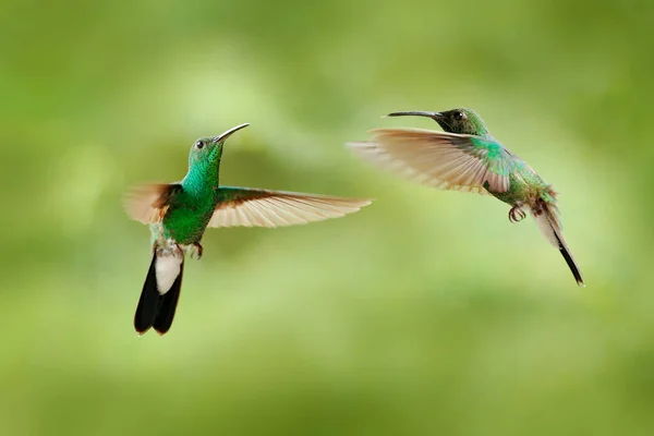 Zielony koliber z Kolumbii, zielony ptak lecący obok pięknego czerwonego kwiatu, scena karmienia akcją w zielonym tropikalnym lesie, zwierzę w środowisku przyrodniczym. — Zdjęcie stockowe