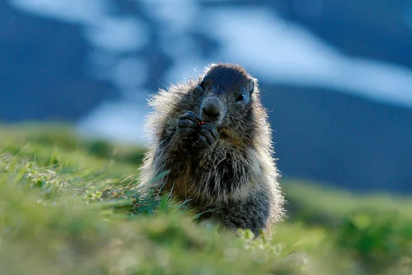 かわいい脂肪動物マルモット、自然の岩の山の生息地、アルプス、イタリアでは草の中に座っている。野生の自然からの野生動物のシーン。面白い画像,マルモットの詳細. — ストック写真