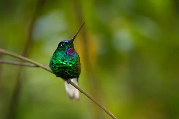 Fachada de cola blanca, Coeligena phalerata, colibrí endémico en Santa Marta, Colombia. Pájaro de fondo verde oscuro, Colombia. Un pájaro brillante en Sudamérica. Vida silvestre escena de la naturaleza . —  Fotos de Stock