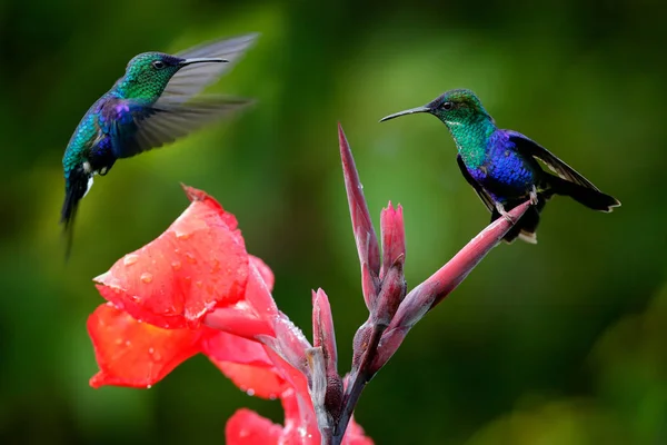 Hummingbirds from in the red bloom flower, Santa Marta, Colombia. Wildlife from tropic jungle. Violet Crowned Woodnymph, Thalurania colombica in habitat, green nature forest, two birds fight. — Stock Photo, Image