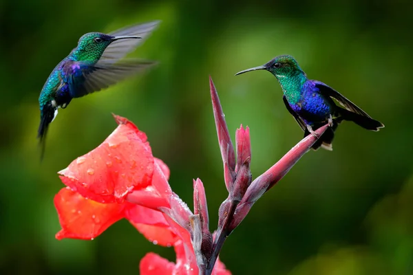 Kolibry z czerwonego kwiatu, Santa Marta, Kolumbia. Dzika przyroda z tropikalnej dżungli. Fioletowe koronowane Woodnymph, Thalurania colombica w siedlisku, zielony las przyrody, dwa ptaki walki. — Zdjęcie stockowe