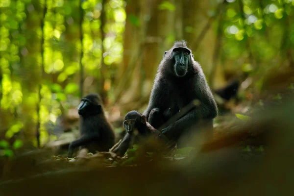 Mono en el bosque oscuro. Celebridades cresta Macaque, Macaca nigra, sentado en el hábitat natural, la vida silvestre de Asia, la naturaleza de Tangkoko en Sulawesi, Indonesia. Animales raros en el bosque . — Foto de Stock