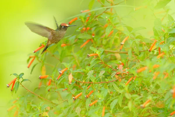 Floraison Anthocephala floriceps, colibri, dans le jardin fleuri rouge, Santa Marta en Colombie. La mouche des oiseaux dans l'habitat naturel. Faune en Colombie, vol Blossomcrown. Rouge et vert . — Photo