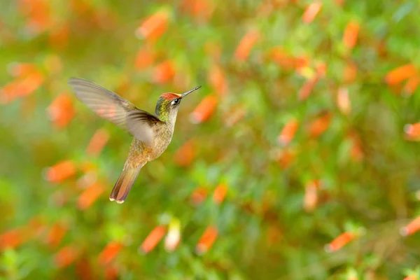 花冠コロンビアのサンタ・マルタにある赤い花の庭で、ハンミングバードのアントシファラの小花を咲かせます。鳥は自然の生息地で飛ぶ。コロンビアの野生動物、花冠飛行。赤と緑. — ストック写真
