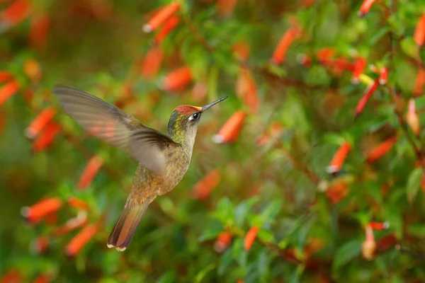 Květinka Anthocephala floriceps, kolibřík, v červené květinové zahradě, Santa Marta v Kolumbii. Ptáci létají v přírodním prostředí. Divoká zvěř v Kolumbii, let Blossomcrown. Červená a zelená. — Stock fotografie