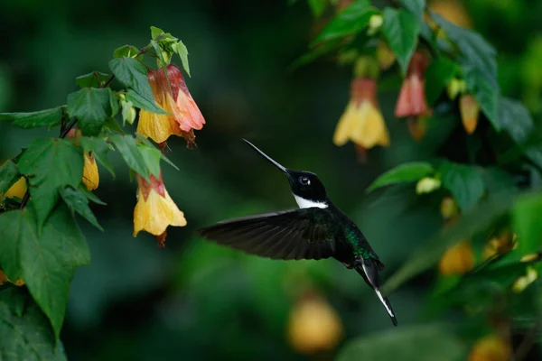 Птаха з квіткою, Collared Inca, Coeligena torquata, темно-зелений чорний і білий колібрі літають поруч з прекрасною червоною квіткою, Колумбія. Сцена дикої природи з екзотичними птахами.. — стокове фото