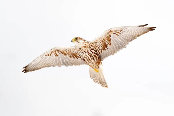 Lanner Falcon, roofvogel met sneeuwvlokken in de koude winter, sneeuw in het bos, dier in de natuur habitat, Frankrijk. Vogelvlieg, natuur in het wild. — Stockfoto