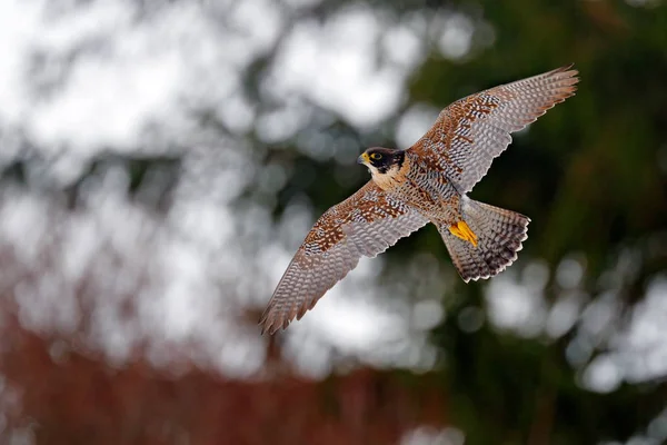Flight of Peregrine Falcon. Bird of prey with open wings. White light sky in background. Action scene in the nature habitat, Germany. Wildlife scene from nature. Wild bird in the forest, Germany. — Stock Photo, Image