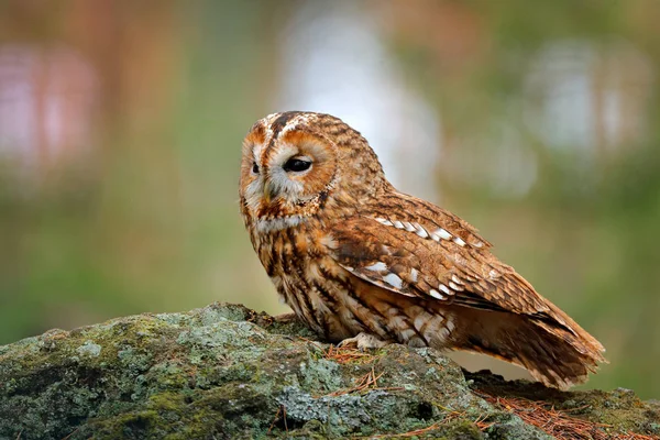 Tawny Owl sedí na kameni a v lese. Jasné zelené pozadí. Krásné zvíře v přírodě. Pták ve švédském lese. Divoká příroda z tmavého smrku. Mystic bird in habitat. — Stock fotografie