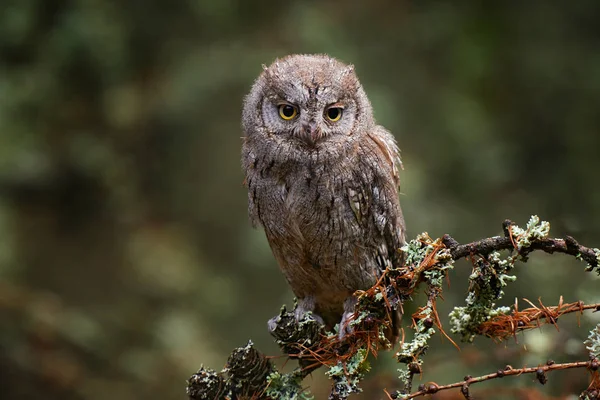 Scops Owl, Otus scops, sedí na větvi stromu v temném lese. Zvířecí scéna z přírody. Malý ptáček, sova detail portrét v přírodě, Bulharsko. — Stock fotografie