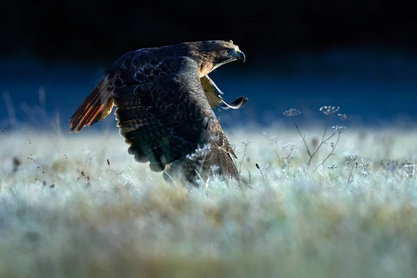 Nascer do sol com falcão. Pássaro voador de rapina acima do prado, falcão-de-cauda-vermelha, Buteo jamaicensis, a aterrar na floresta. Cena de vida selvagem da natureza . — Fotografia de Stock