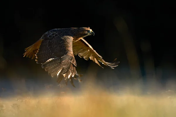 Suset com falcão. Pássaro voador de rapina acima do prado, falcão-de-cauda-vermelha, Buteo jamaicensis, a aterrar na floresta. Cena de vida selvagem da natureza . — Fotografia de Stock