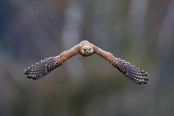 Kestrel, Falco tinnunculus, roofvogeltje in het bos, Finland. Vogelvlucht in de natuur. Wilde dieren uit de natuur. Kestrel, gezichtsportret met vleugels. — Stockfoto