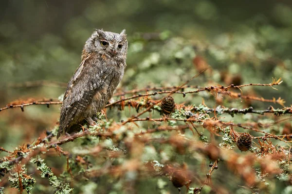 Bagoly Zsaruk, Otus scops, egy faágon üldögélnek a sötét erdőben. Vadállatok jelenete a természetből. Kis madár, bagoly közelkép részlet portré a természetben, Románia. — Stock Fotó