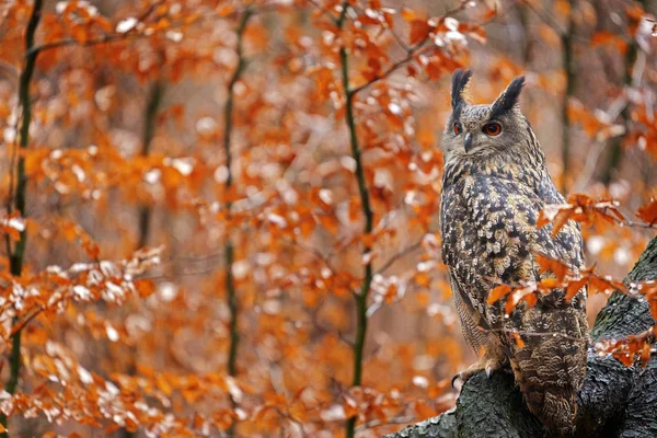 Eurasian Eagle Owl, Bubo Bubo, tronco d'albero seduto, foto autunno fauna selvatica nel bosco con colori arancio autunno, Germania. Autunno arancio fauna selvatica, dettaglio ritratto di gufo nella foresta. Habitat degli uccelli . — Foto Stock