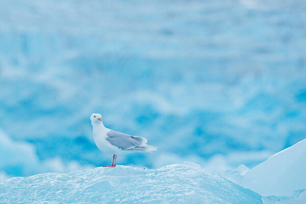 Глазурная чайка, гиперборей Ларуса на льду со снегом. Тело тюленя с белой чайкой, Птица кормит кровь в естественной среде обитания. Поведение животных в Арктике
. 