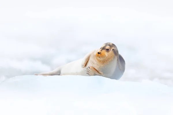 Söt Säl Den Arktiska Snöiga Miljön Skäggig Tätning Blå Och — Stockfoto