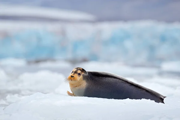 北極の雪の生息地でかわいいシール 北極スヴァールバルの青と白の氷の上にひげを生やしたシールは フィンを持ち上げます 自然の中での野生動物のシーン — ストック写真