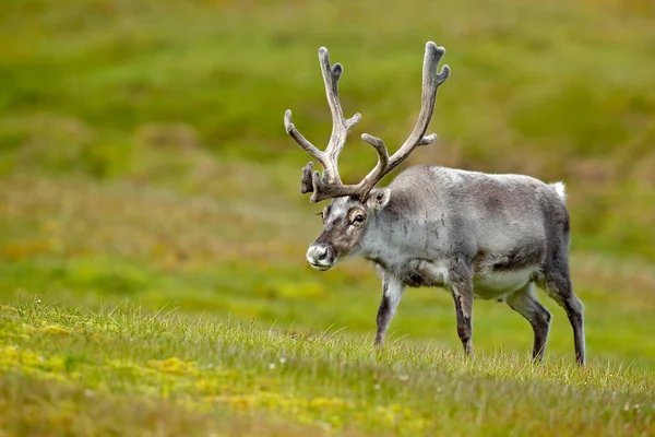 Vadállat Norvégiából Rénszarvas Rangifer Tarandus Masszív Agancsokkal Zöld Fűben Kék — Stock Fotó