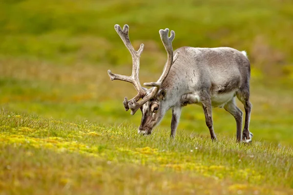 Animal Selvagem Noruega Rena Rangifer Tarandus Com Chifres Maciços Grama — Fotografia de Stock