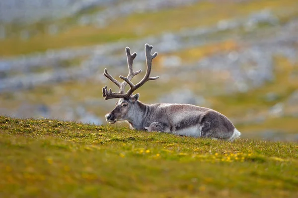 Animal Salvaje Noruega Reno Rangifer Tarandus Con Astas Enormes Hierba — Foto de Stock