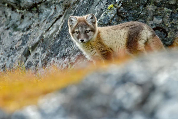 Luta Raposas Árticas Vulpes Lagopus Habitat Rochoso Natureza Svalbard Noruega — Fotografia de Stock