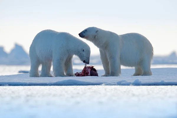 两只北极熊被杀死的海豹 白熊在白雪飘浮的冰上觅食 挪威斯瓦尔巴 大动物的血腥天性 有尸体的危险保温员 北极野生动物 动物食物行为 — 图库照片