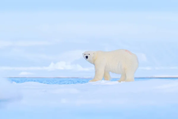 氷の上でホッキョクグマの踊りが戦う 2匹のクマは 雪と流氷 自然の生息地の白い動物 スヴァルバール ノルウェーで大好きです 雪の中で遊ぶ動物 北極の野生動物 自然の中で面白い画像 — ストック写真