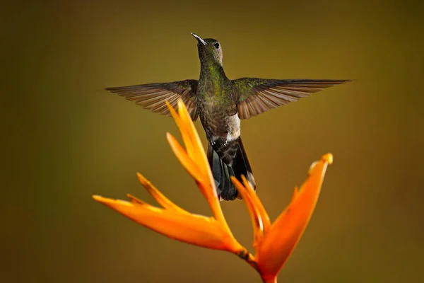 Pikkelyes Kolibri Phaeochroa Cuvierii Narancssárga Címer Gallér Zöld Lila Virág — Stock Fotó