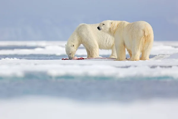 Two Polar Bears Killed Seal White Bear Feeding Drift Ice — Stock Photo, Image