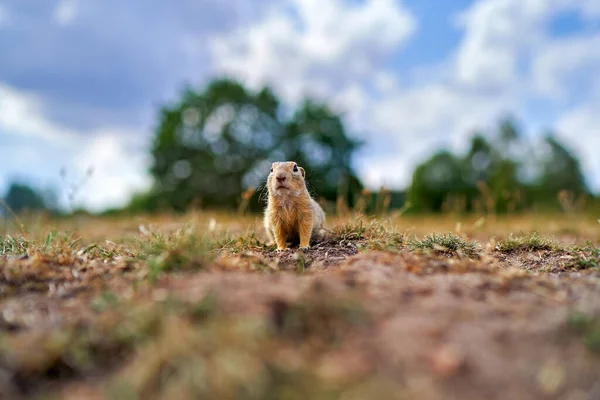 欧洲陆生松鼠 Spermophilus Citellus 夏天坐在绿草中 广角栖息地 捷克共和国 大自然的野生动物场景 嵌套孔 — 图库照片