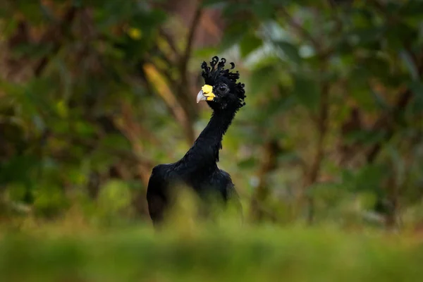 大Curassow Crax Rubra 自然生息地の黄色の法案を持つ大きな黒い鳥 コスタリカ 熱帯林からの野生動物のシーン 緑の草の中に茶色の鳥 熱帯の自然 ジャングルバード — ストック写真