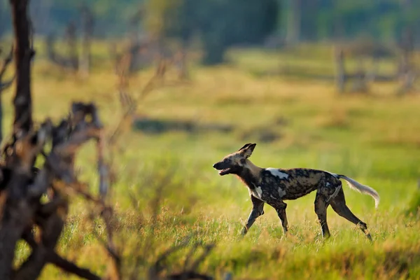 Afrikanischer Wildhund Lycaon Pictus Läuft Wasser Auf Der Straße Jagd — Stockfoto