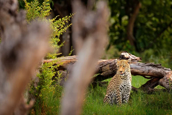 Leopard Panthera Pardus Shortidgei Okavango Delta Botswana Afrika Vild Katt — Stockfoto
