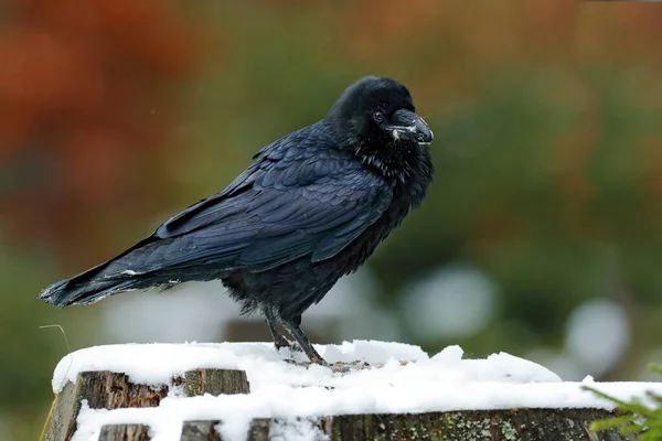 Faune Comportement Alimentaire Scène Dans Forêt Corbeau Avec Lièvre Mort — Photo