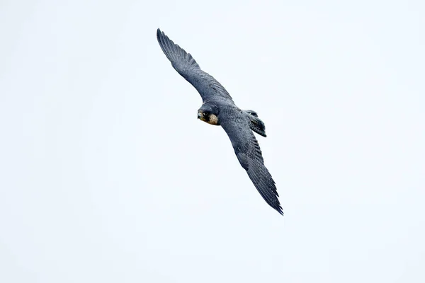 Peregrine Falcon Uçuşu Açık Kanatlı Yırtıcı Kuş Arka Planda Beyaz — Stok fotoğraf