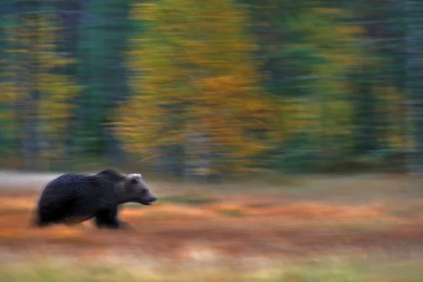 Nature Art Bear Blur Motion Activity Brown Bear Walking Forest — Stock Photo, Image