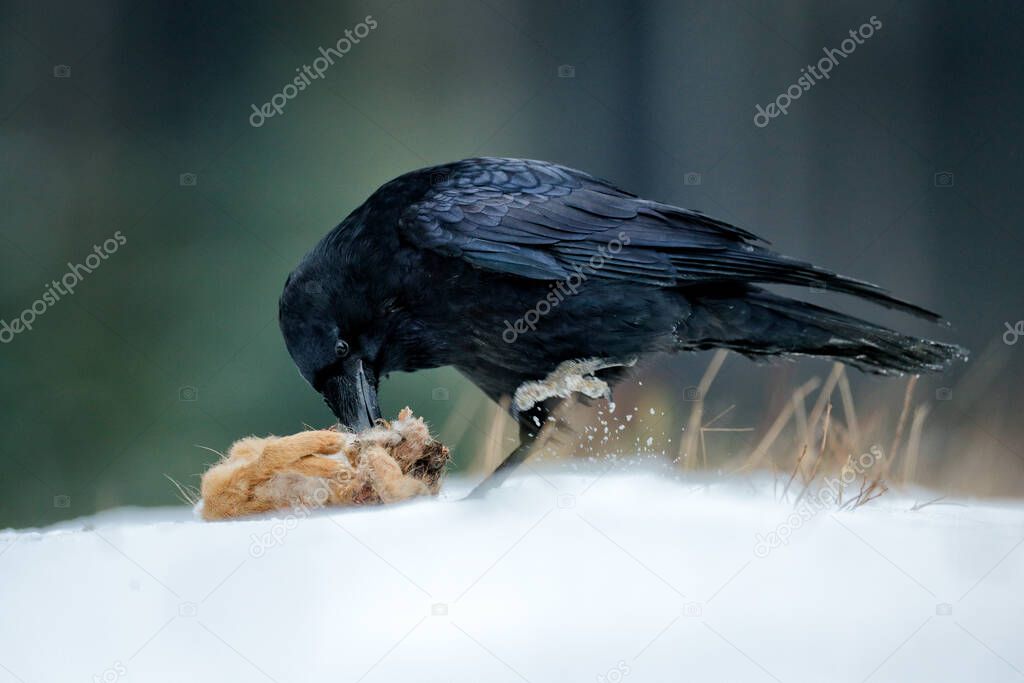 Wildlife feeding behaviour scene in the forest. Raven with dead kill hare, sitting on the stone. Bird behavior in nature. Rocky habitat with black raven.