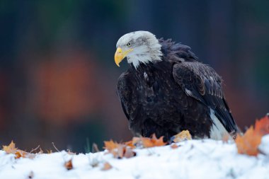 Kartal, kara turuncu dökülüyor. Kel Kartal, Haliaeetus leucocephalus, beyaz başlı kahverengi yırtıcı kuşun portresi, sarı gagalı. Karlı kış sahnesi, Alaska, ABD.