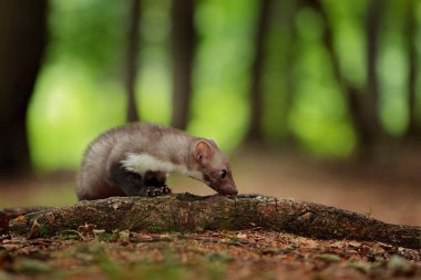 Güzel, sevimli orman hayvanı. Kayın ağacı, Martes Foina, açık yeşil arka planı var. Ormandaki ağaç gövdesinde oturan küçük yırtıcı hayvan. Almanya 'dan vahşi yaşam sahnesi. 