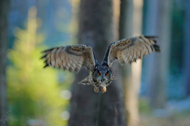 Kartal Baykuş, Bubo Bubo, yüz uçuşu açık kanatları, arka planda kış ormanı yaşam alanı, beyaz ağaçlar. Doğa Ormanı, Almanya 'dan vahşi yaşam sahnesi. Kuş sineği, baykuş davranışı. Orman baykuşu uçuyor.