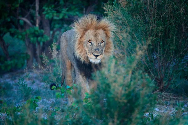 Lew Grzywa Otwartym Pyskiem Zębem Portret Pary Lwów Afrykańskich Panthera — Zdjęcie stockowe