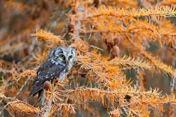 Sova Ukrytá Žlutém Modřínovém Stromě Pták Velkýma Žlutýma Očima Boreální — Stock fotografie
