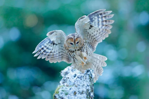 Fliegende Eule Verschneiten Wald Action Szene Mit Eurasian Tawny Eule — Stockfoto