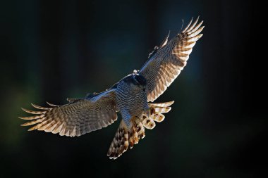 Uçan Şahinler, açık kanatlı yırtıcı kuşlar akşam güneşi geri ışığı, doğa orman habitatı, Çek Cumhuriyeti. Sonbahar doğasından vahşi yaşam sahnesi. Turuncu bitki örtüsü içinde kuş uçuşu pn ağacı gövdesi.