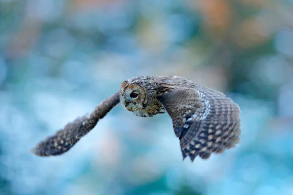 Flying Owl Snowy Forest Action Scene Eurasian Tawny Owl Strix — Stock Photo, Image