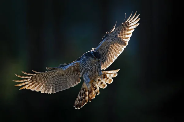 Goshawk Flyger Rovfågel Med Öppna Vingar Med Kvällssol Bakljus Naturskog — Stockfoto