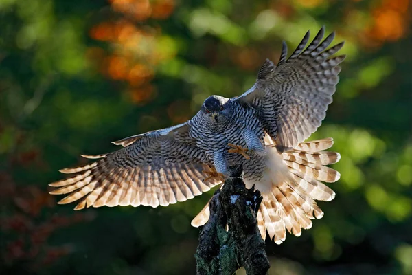 Goshawk 날으는 맹금입니다 햇살을 받으며 날개를 공화국의 서식지인 숲에서 동물의 — 스톡 사진